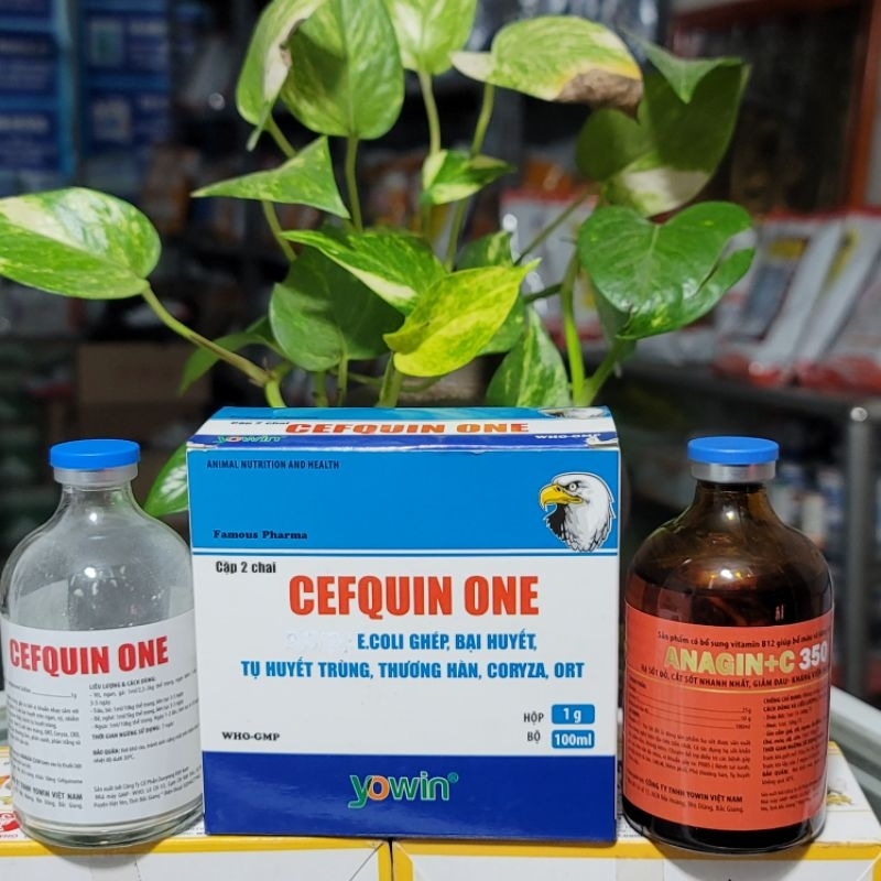 Bộ 2 chai Cefquin One chuyên Ecoli ghép, bại huyết, tụ huyết trùng, thương hàn, Coryza, ort dùng cho thú cưng