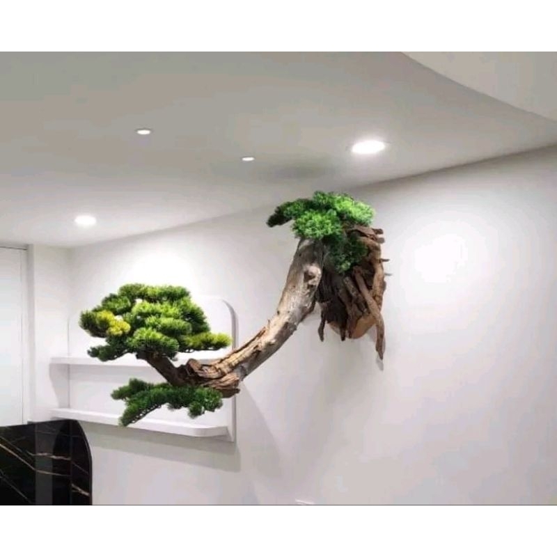 Lũa bonsai treo tường
