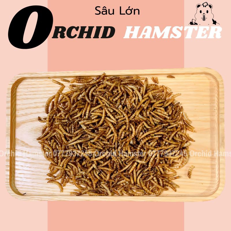 Sâu Sấy Hamster Bổ Sung Caxi