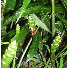 Gừng gió giống (mai gan, gừng rừng, riềng gió, ngãi xanh)