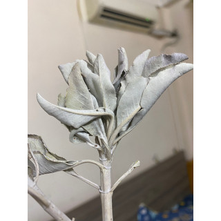 Lá xô thơm trắng - 100gr - Salvia apiana