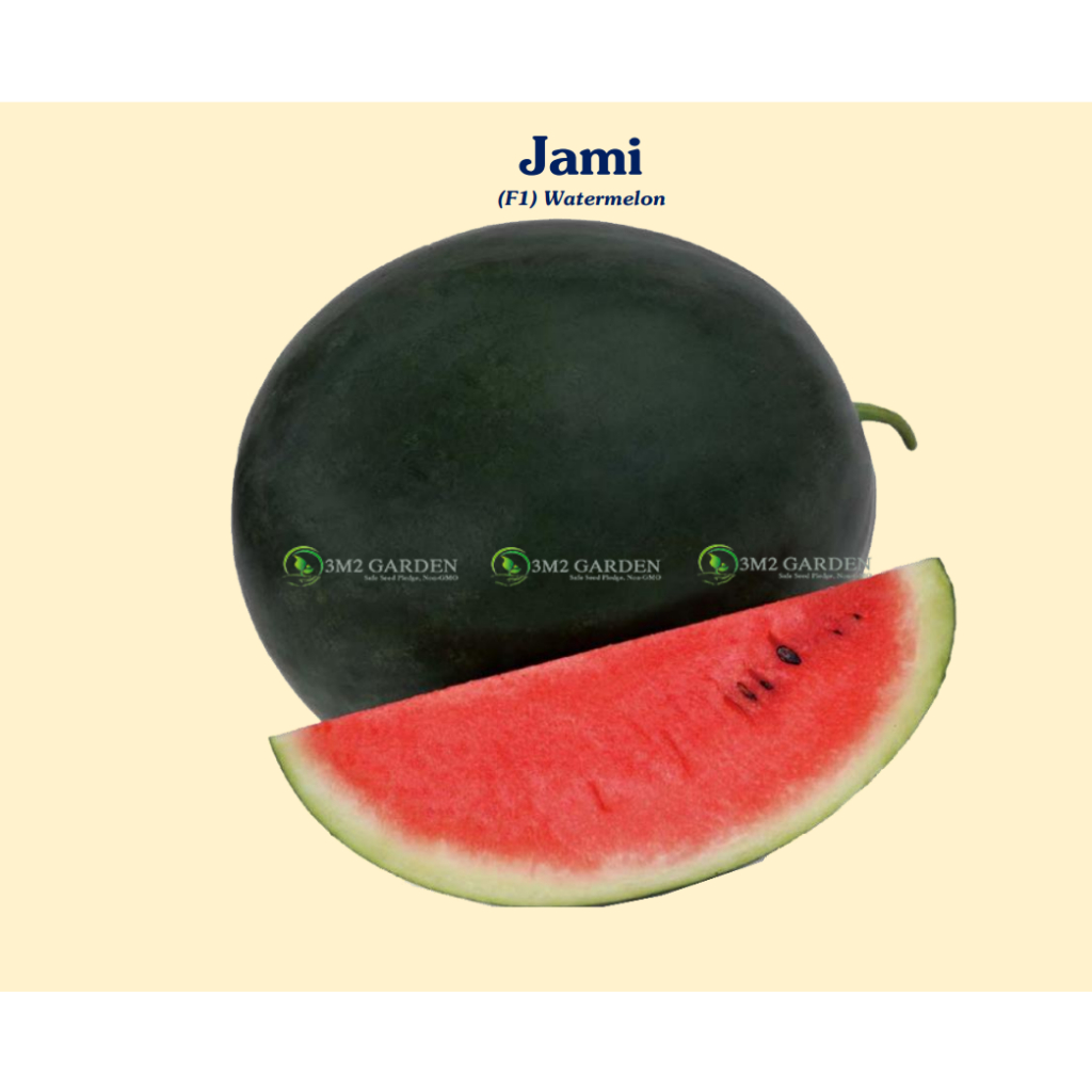 Hạt giống Dưa hấu Jami big Japan xanh ruột đỏ Gói 20 hạt