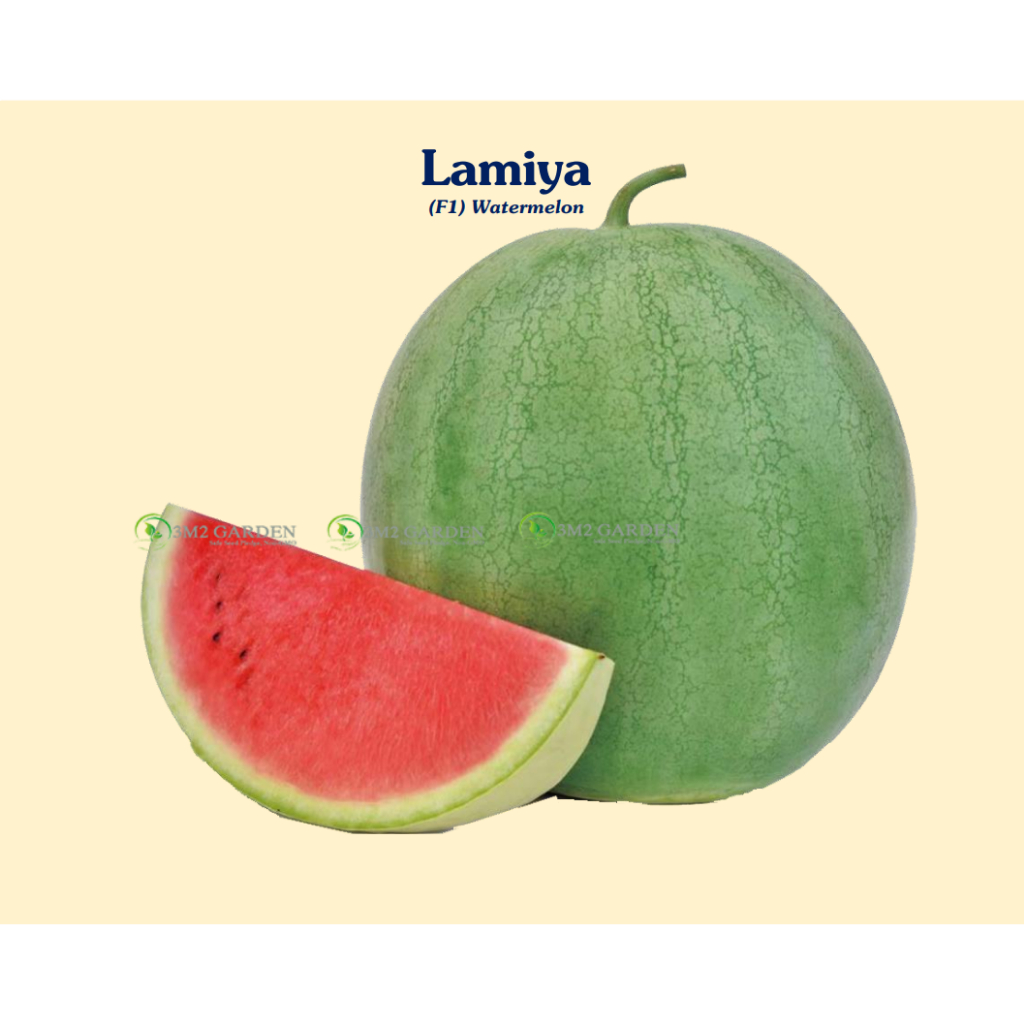 Hạt giống Dưa hấu Lamiya vỏ xanh nhạt ruột đỏ Gói 20 hạt