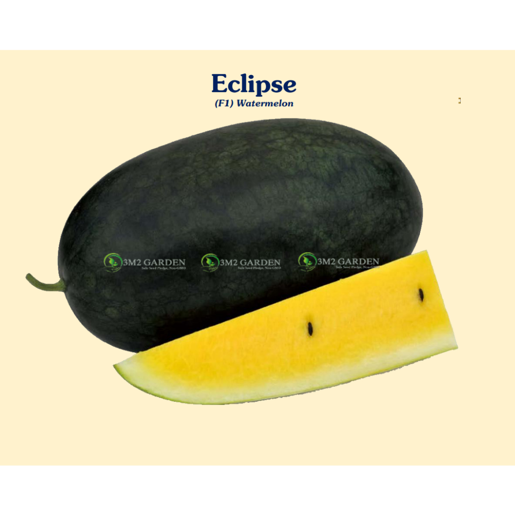 Hạt giống Dưa hấu Eclipse vỏ xanh thẫm ruột vàng Gói 20 hạt