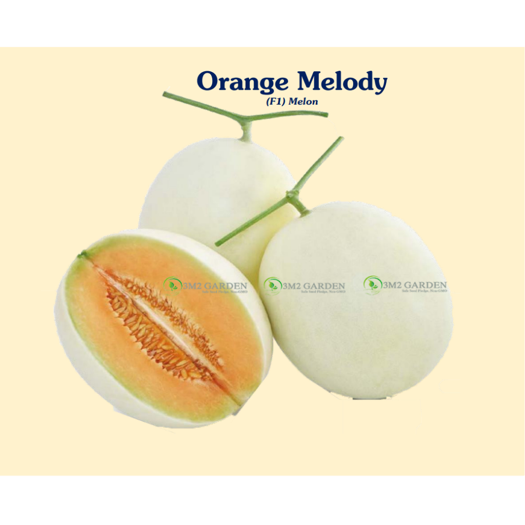 [HG Đài Loan] Dưa lê Orange Melody Gói 10 Hạt giống dưa lê Honey red dưa lê vỏ trắng ruột cam ngon g