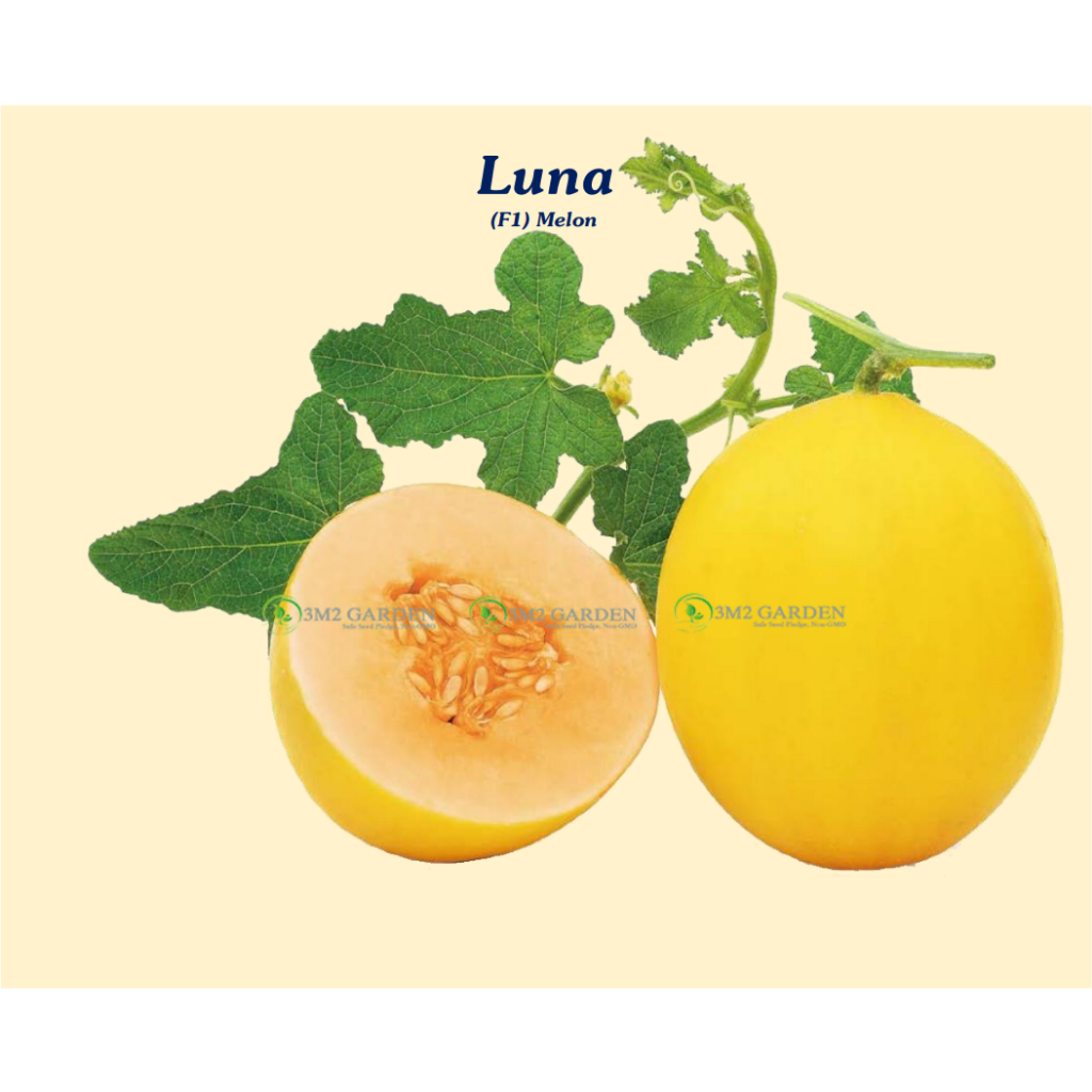 Hạt giống Dưa vàng Luna Hoàng Yến Gói 10 hạt