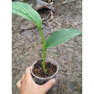 Cây Ngãi Chống Độc giống ( ngãi trắng, nghệ trắng)