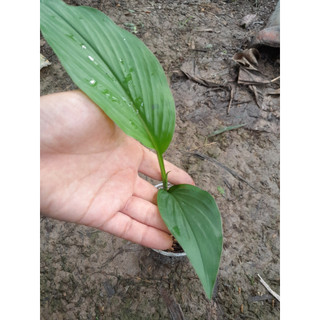 Cây Ngãi Chống Độc giống ( ngãi trắng, nghệ trắng)
