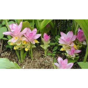 Cây Ngãi Chống Độc giống ( ngãi trắng, nghệ trắng)