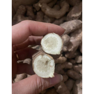 Cây Ngãi Chống Độc giống