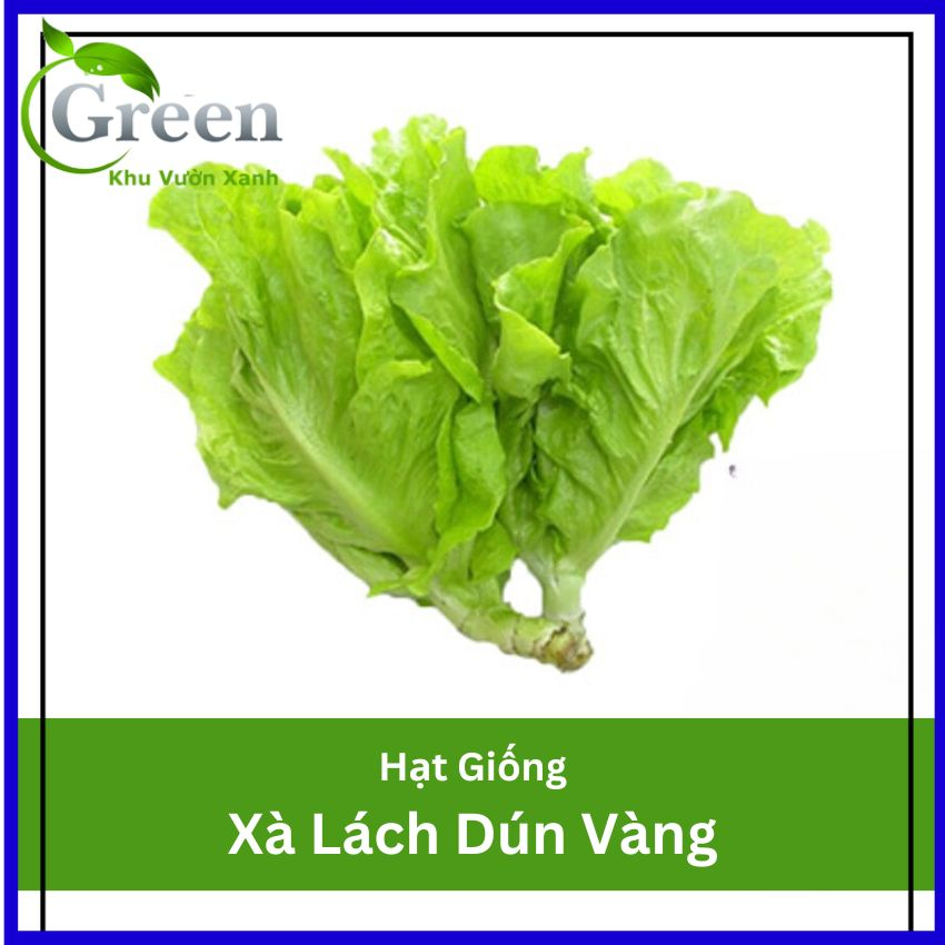 Hạt Giống Xà Lách Dún Vàng