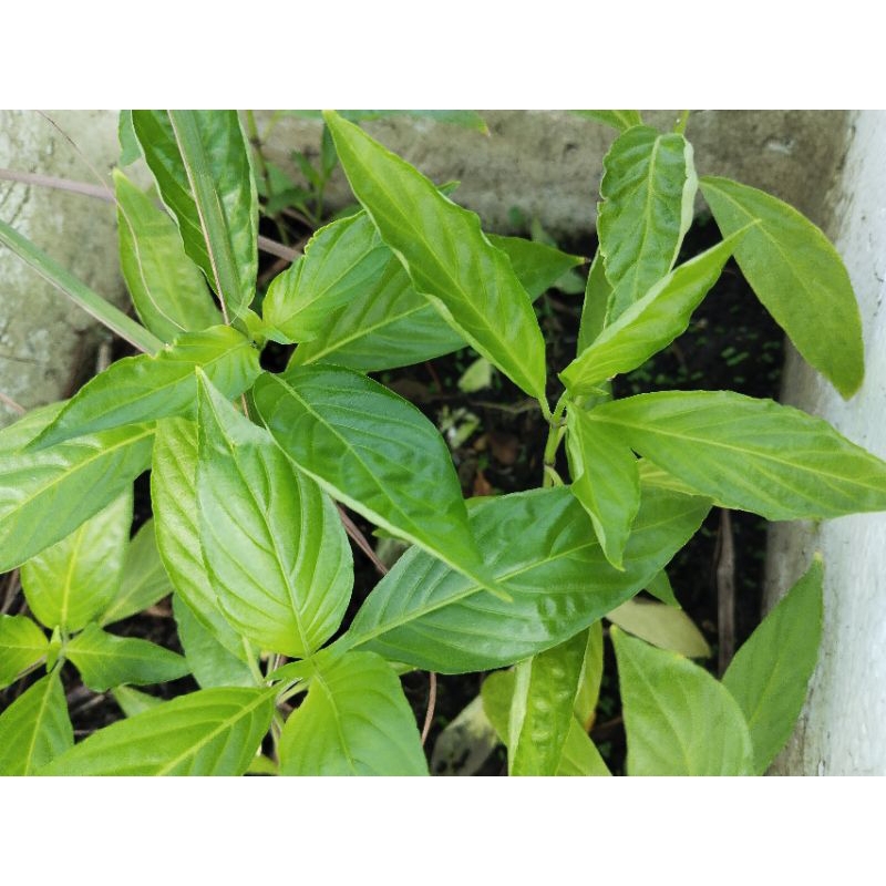 Cây Lá Cẩm Thái