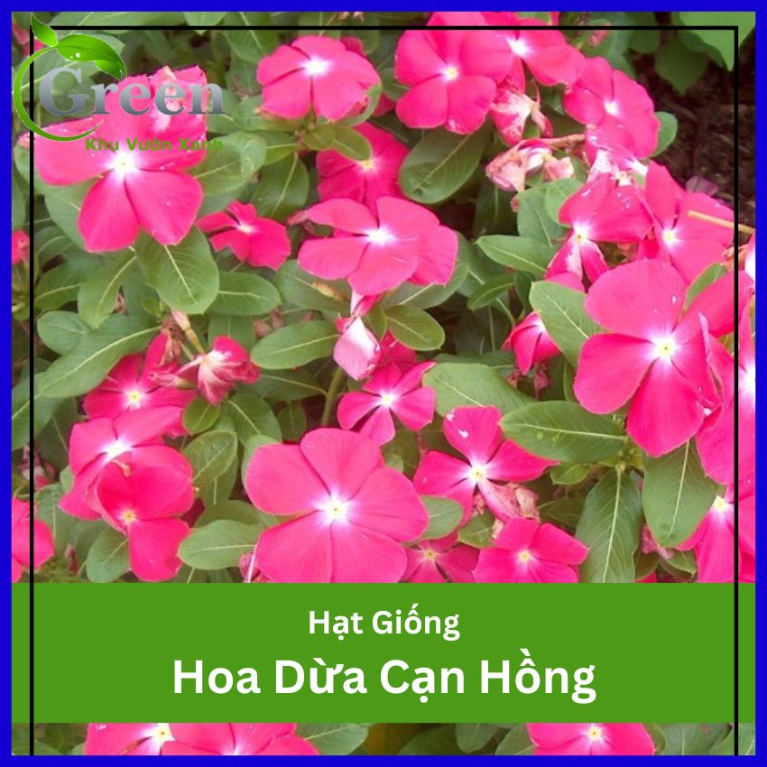 Hạt Giống Hoa Dừa Cạn Hồng