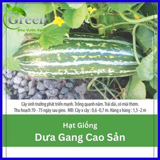 Hạt giống dưa gang cao sản