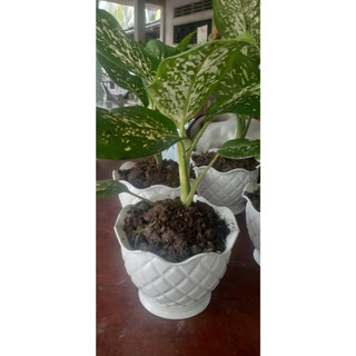 Cây vạn niên thanh cao 30cm
