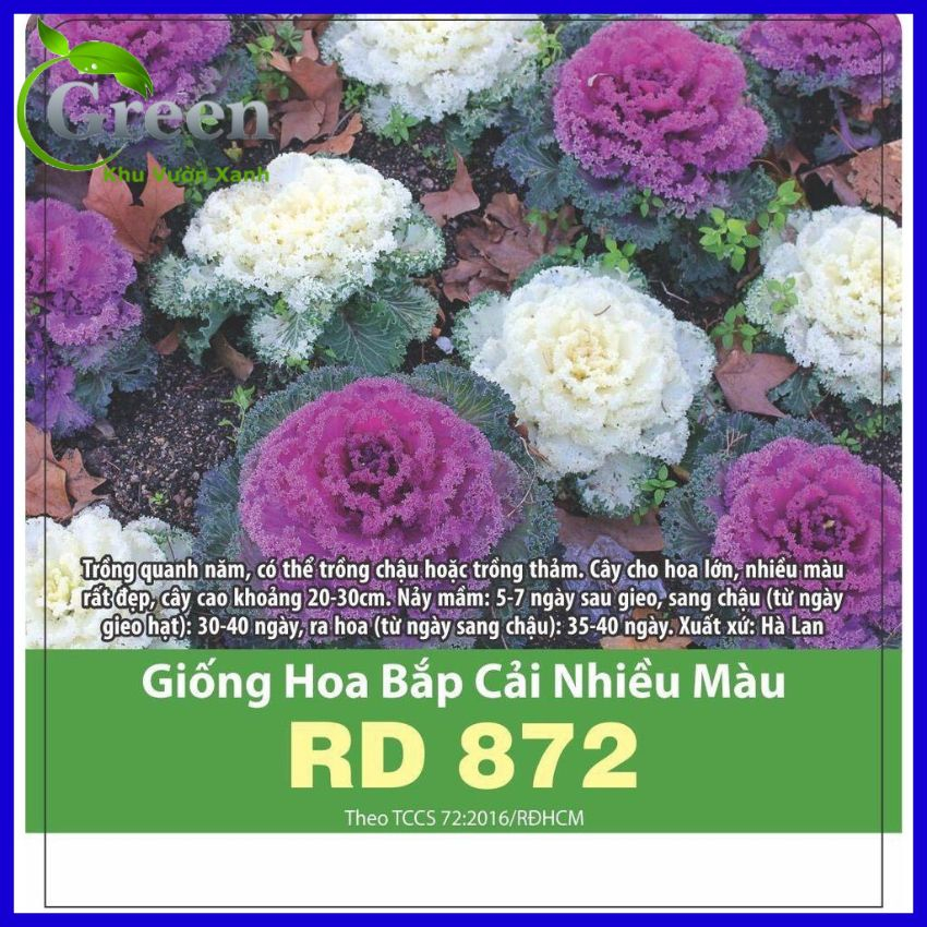 Hạt Giống Hoa Bắp Cải Nhiều Màu Trồng Chậu, Trồng Thảm Quanh Năm