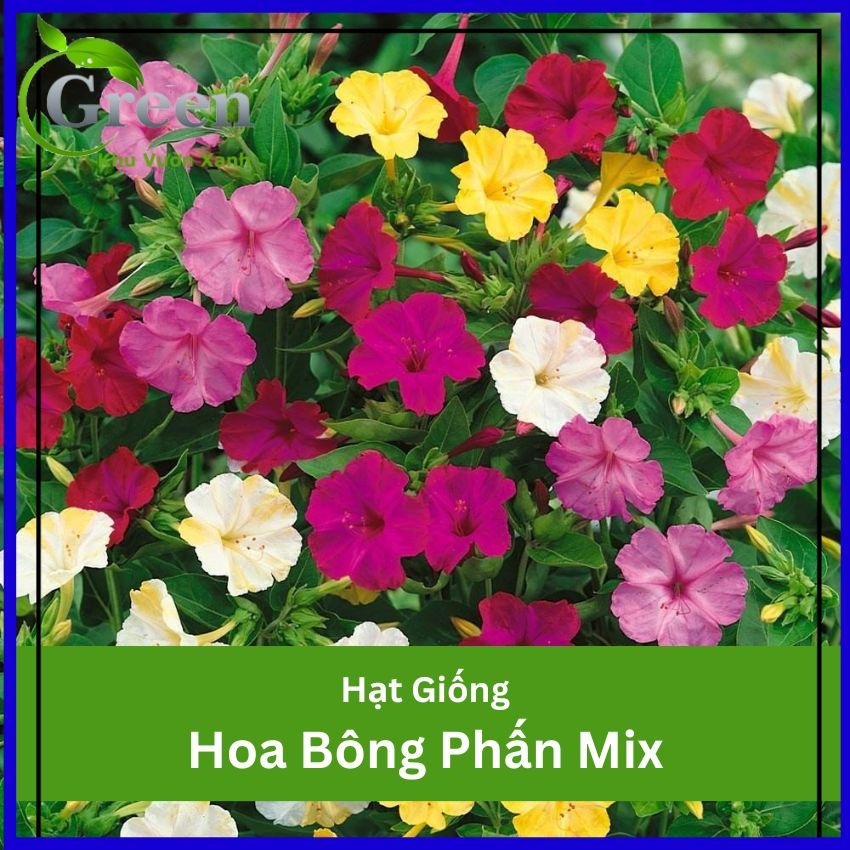 Hạt Giống Hoa Bông Phấn Mix (10H)