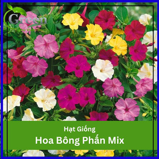 Hạt Giống Hoa Bông Phấn Mix (10H)