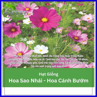 Hạt Giống Hoa Cúc Sao Nhái (Hoa Cánh Bướm) Nhiều Màu