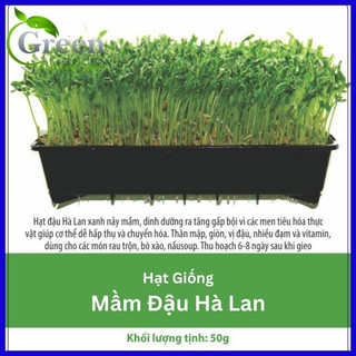 Hạt Giống Rau Mầm Đậu Hà Lan Dễ Trồng, Giàu Dinh Dưỡng (Gói 50 gam ~ 400 hạt)