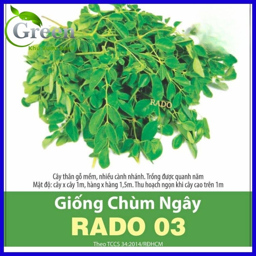 Hạt Giống Chùm Ngây Nhiều Nhánh Dễ Trồng