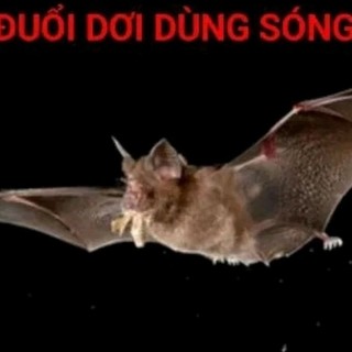 Máy Đuổi Dơi Cao Cấp Cửu Long Dùng Sóng Siêu Âm Hiệu Quả Cao Chất Lượng Cao