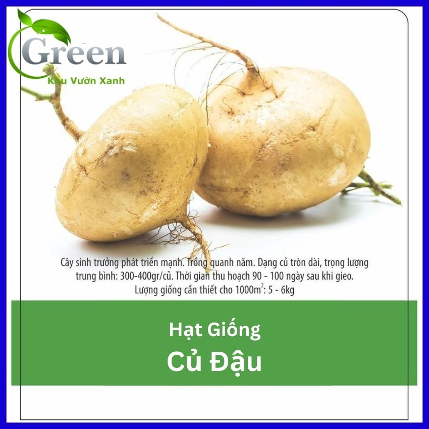 Hạt Giống Củ Đậu (Củ Sắn) Năng Suất Cao, Củ To Đều - Gói 20 Hạt