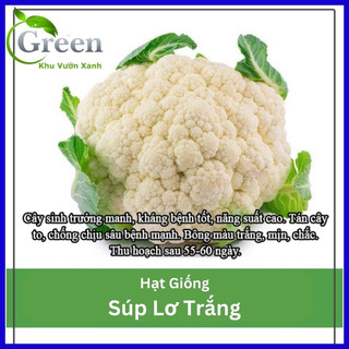 Hạt Giống Bông Cải Trắng Lai F1 (Súp Lơ Trắng) Xuất Xứ Nhật Bản