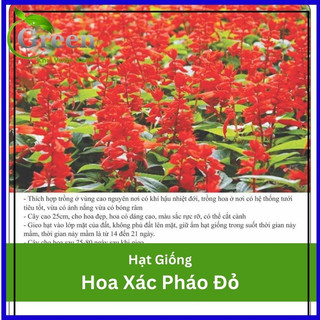 Hạt Giống Hoa Xác Pháo Đỏ