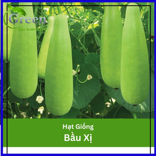 Hạt giống bầu xị lai f1