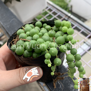 Sen đá giọt nước 💦💦💦 - size bầu