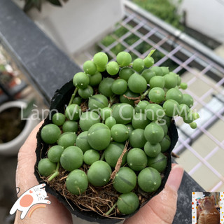 Sen Đá Giọt Nước (Mắt Nai) 💦💦💦 - Size Bầu