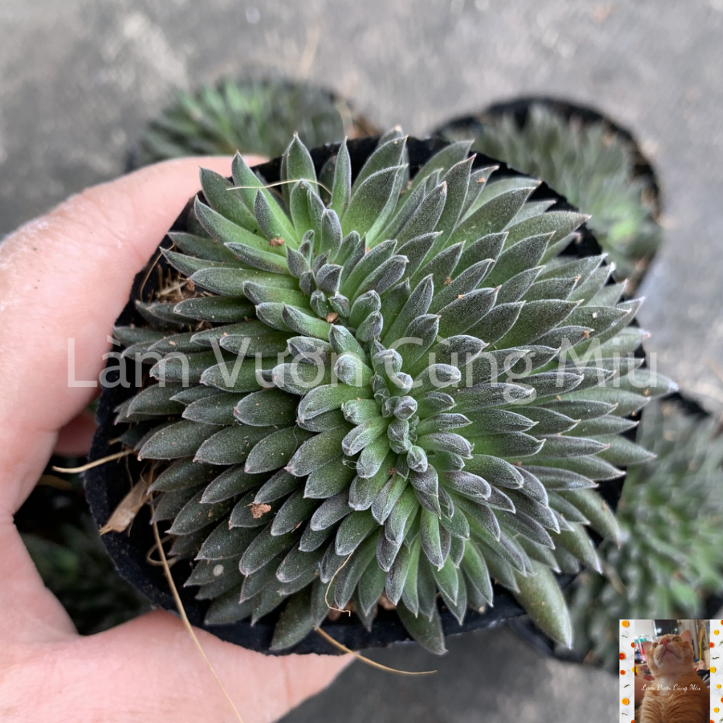 Sen Đá Nhím Đen 🦔🦔🦔 - Size Bầu