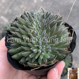 Sen Đá Nhím Đen 🦔🦔🦔 - Size Bầu
