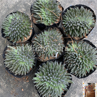 Sen Đá Nhím Đen 🦔🦔🦔 - Size Bầu