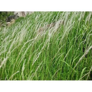 100gr cỏ tranh khô sạch