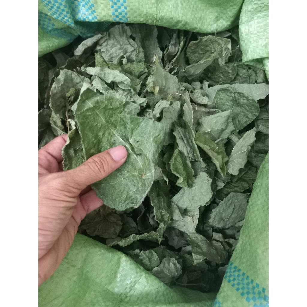 Lá sương sâm lông khô làm thạch sương sâm, 200g, có tặng nang mực