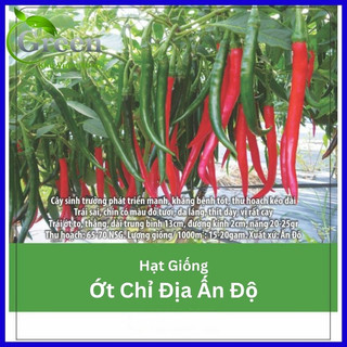 Hạt Giống Ớt Chỉ Địa Lai F1 Xuất Xứ Ấn Độ