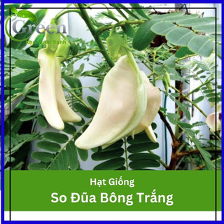 Hạt Giống Cây So Đũa