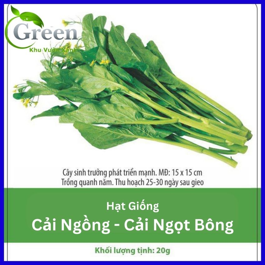 Hạt Giống Cải Ngọt Bông (Cải Ngồng) Thu Hoạch Sớm Gói 20 Gam (khoảng 6000 hạt)