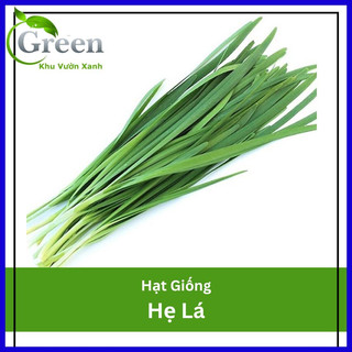 Hạt giống hẹ lá cao sản