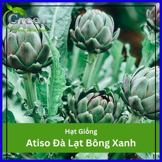 Hạt Giống Atiso Đà Lạt Bông Xanh