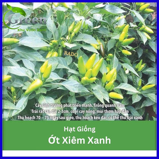 Hạt giống ớt xiêm