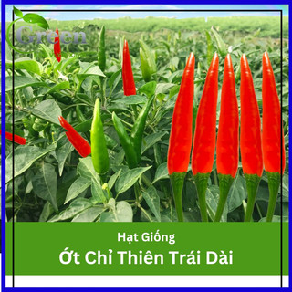 Hạt Giống Ớt Chỉ Thiên Trái Dài