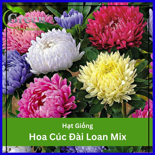 Hạt Giống Hoa Cúc Đài Loan Nhiều Màu Mix