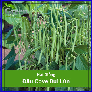 Hạt giống đậu cove bụi lùn