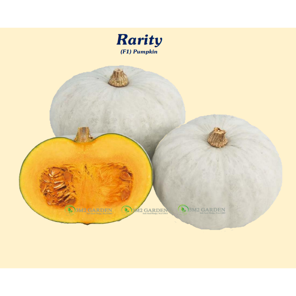 Hạt giống Bí ngô Rarity Gói 10 hạt