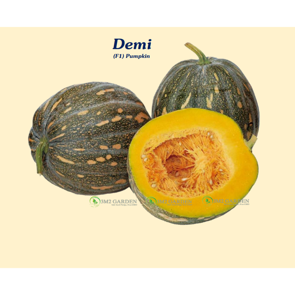 Hạt giống Bí ngô khổng lồ Demi Gói 10 hạt