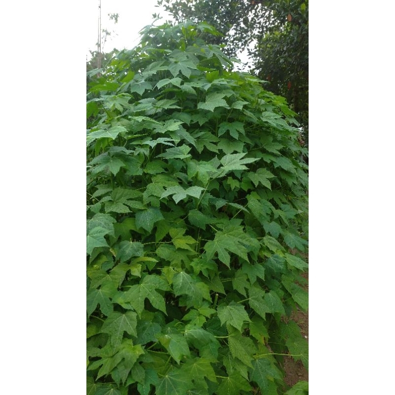 Cây giống rau bina chaya