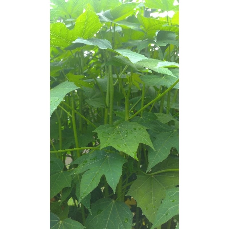 Cây giống rau bina chaya